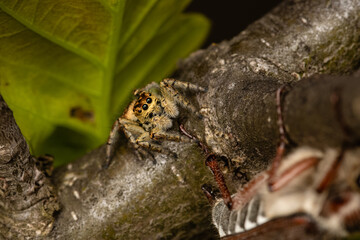 Beautiful jumping spider in nature