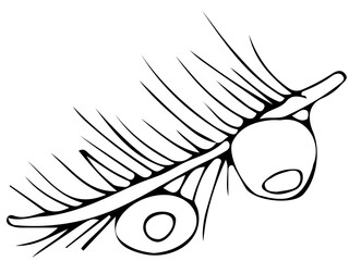 polskie drzewa iglaste line art cis owoc © Kornelia
