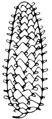 polskie drzewa iglaste line art jodła owoc © Kornelia