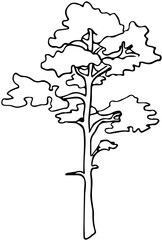 polskie drzewa iglaste line art sosna drzewo - obrazy, fototapety, plakaty