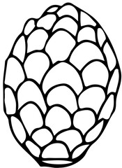 polskie drzewa iglaste line art sosna limba owoc © Kornelia
