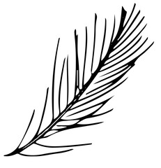 polskie drzewa iglaste line art sosna liść © Kornelia