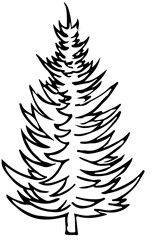 polskie drzewa iglaste line art świerk drzewo © Kornelia