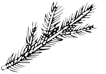 polskie drzewa iglaste line art świerk liść © Kornelia