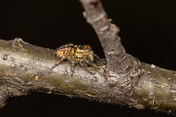 Beautiful jumping spider in nature