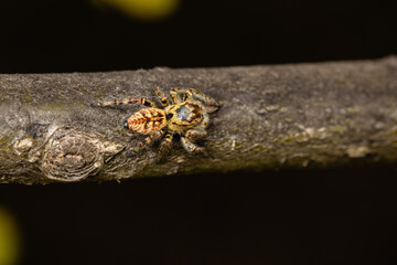 Beautiful jumping spider in nature