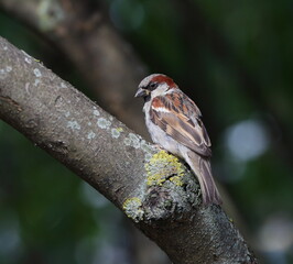 A sparrow is sitting on a branch