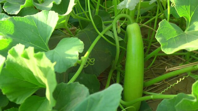 closeup of Lagenaria siceraria hanging on vine
