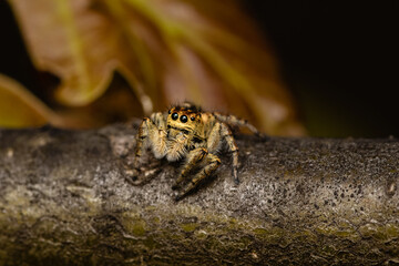 Beautiful jumping spider in nature