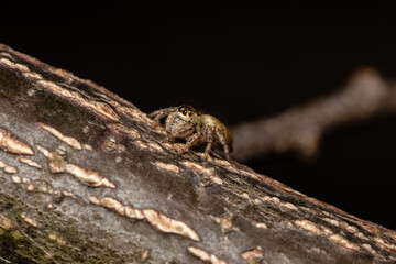 Beautiful jumping spider in nature