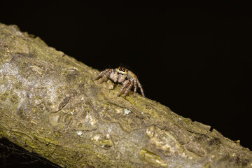Beautiful jumping spider in nature
