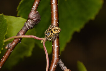Beautiful jumping spider in nature