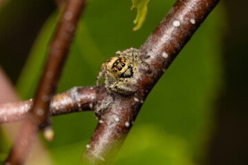 Beautiful jumping spider in nature
