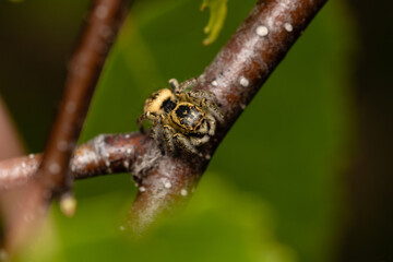 Beautiful jumping spider in nature