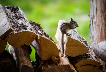 chipmunk