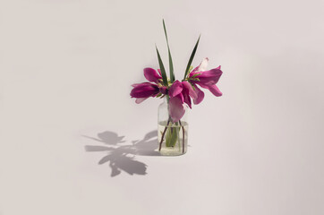 Magnolia in glass vase, flower arrangement, still life. First spring blossom, nature awakening 