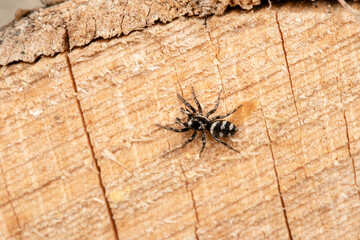 Beautiful jumping spider in nature