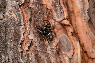 Beautiful jumping spider in nature