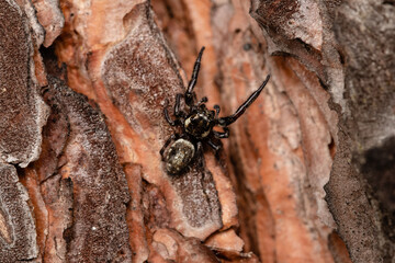 Beautiful jumping spider in nature