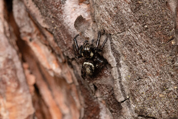 Beautiful jumping spider in nature