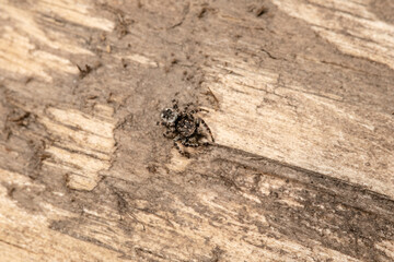 Beautiful jumping spider in nature