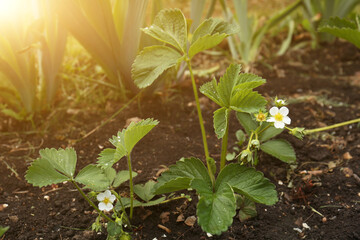 Beautiful blooming strawberry plant with water drops growing in soil