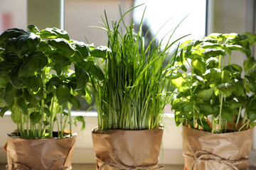Different aromatic potted herbs near window indoors, closeup