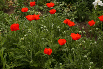Many beautiful blooming red poppy flowers outdoors