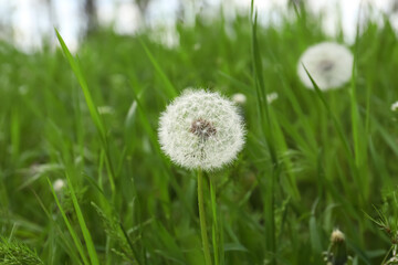 Beautiful fluffy dandelion in bright green grass, closeup
