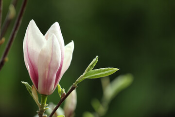 Magnolia tree with beautiful flower on blurred background, closeup. Space for text