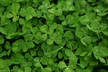 Beautiful green clover leaves and grass with water drops, top view