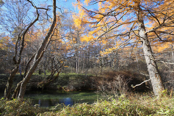 晩秋の奥日光　戦場ヶ原・湯川／栃木県日光市