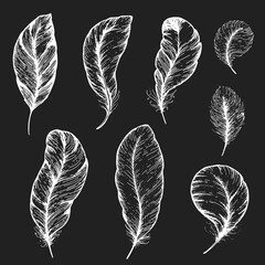 Feather hand drawn vector illustration. Sketch collection. Engraved style set.