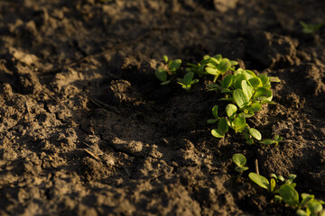 Young green seedlings growing in soil. Gardening time
