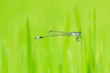 damselflies on a green leaf