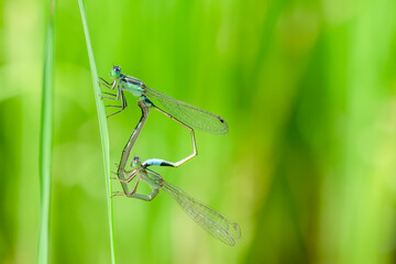 blue damselflies on a green leaf