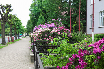 Beautiful blooming rhododendrons behind metal fence in city. Gardening and landscaping