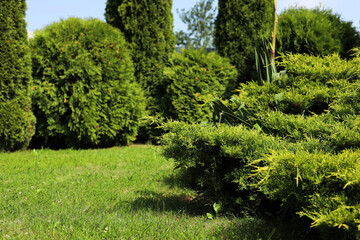 Wonderful green thuja plants growing in garden. Picturesque landscape