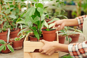 Medium close-up of unrecognizable woman working in greenhouse taking out pots with young plants