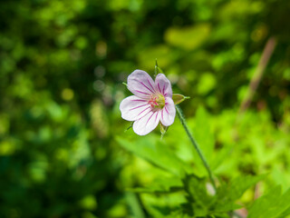 a close-up photo of a Siberian geranium flower on a blurry background