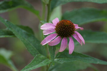 bee on flower