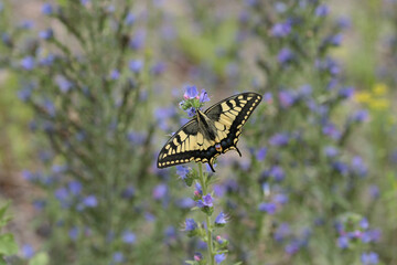 Machaon (Papilio machaon)