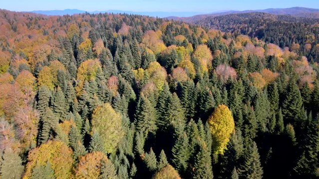 Aerial low height footage of mountains with forest  flight over trees in autumn, sky, afternoon, no people and no houses, Sultanpinar Plateau Sakarya Bolu Turkey