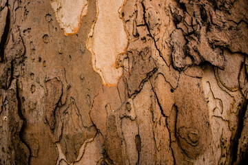 tree texture