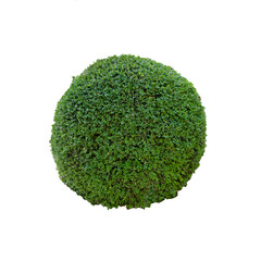 Green bush boxwood round shape on a white background.... - obrazy, fototapety, plakaty