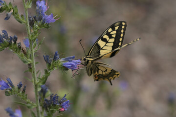 Machaon (Papilio machaon)