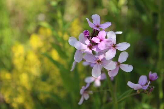 Wild Purple Flocks in a Field