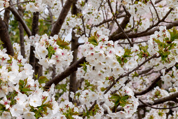 Sakura, cherry blossom in the spring season in the park.