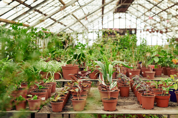 Horizontal no people shot of various green plants and flowers growing in pots in modern glasshouse, copy space