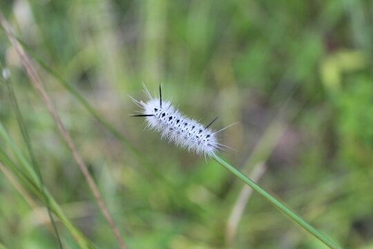 White Fuzzy Catapilar on a Blade of Grass